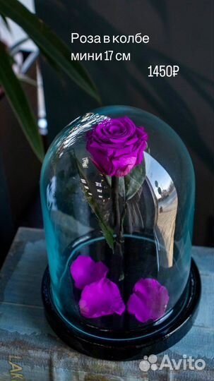 Вечная роза в колбе