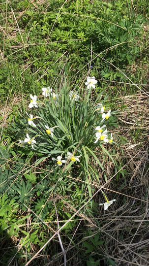 Дача 50 м² на участке 6 сот.