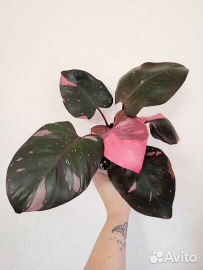 Филодендрон Pink Queen