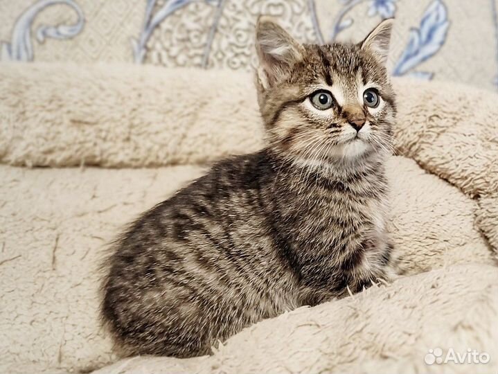 Кошечка в добрые руки