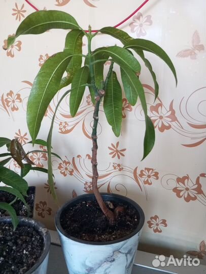 Ростки манго