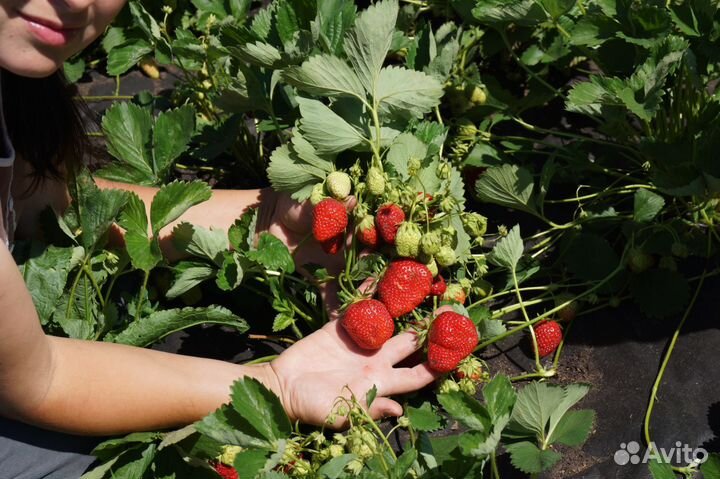 Саженцы ремонтантной малины Ежевики,малины