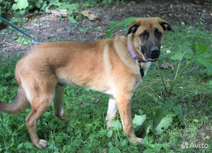 Симпатичный метис Федя 11 мес