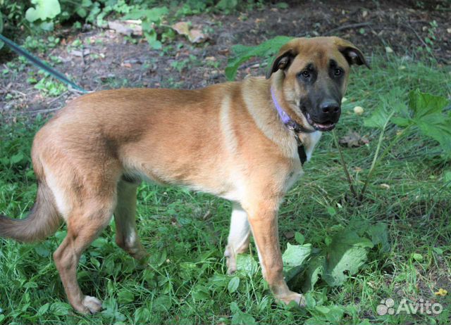 Симпатичный метис Федя 11 мес