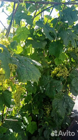 Саженцы винограда