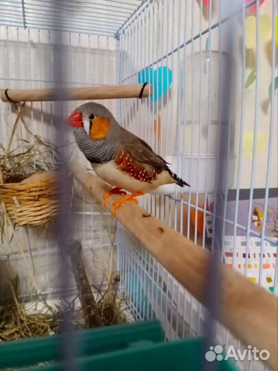 Зебровые амадины