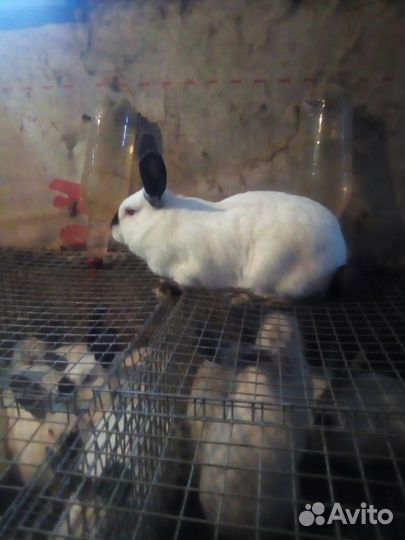 Калифорнийские кролики