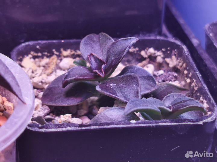 Коллекционные суккуленты