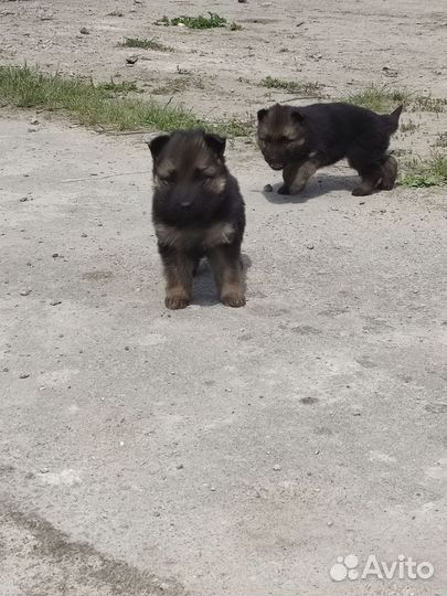 Щенки немецкой овчарки
