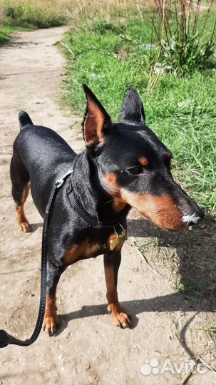 Вязка цвергпинчер