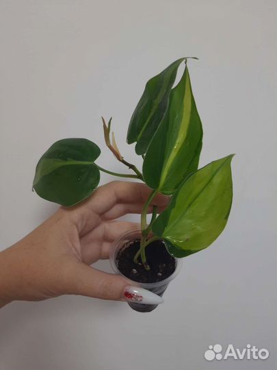 Комнатные растения