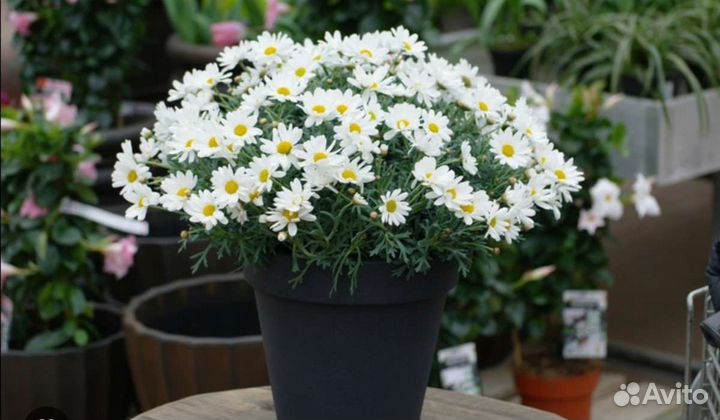 Аргирантемум саженцы, черенок