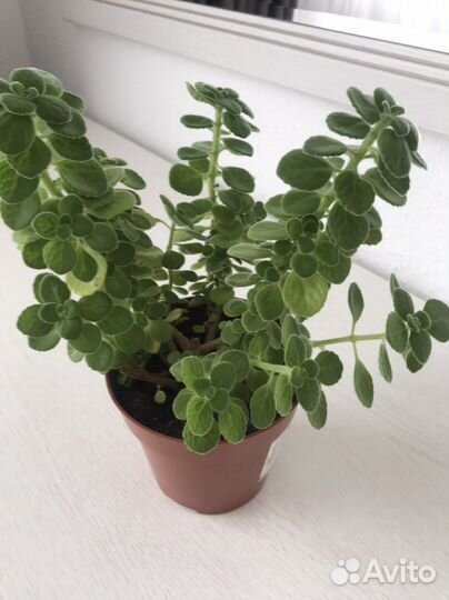 Фиалка, мята комнатная, Колеус.продажа, обмен