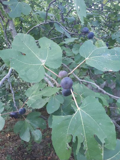 Участок 6 сот. (СНТ, ДНП)