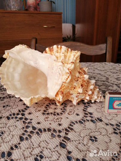 Морские ракушки раковины