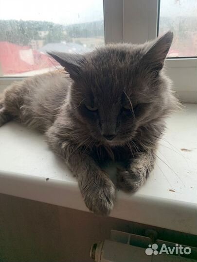 Михалыч ищет семью