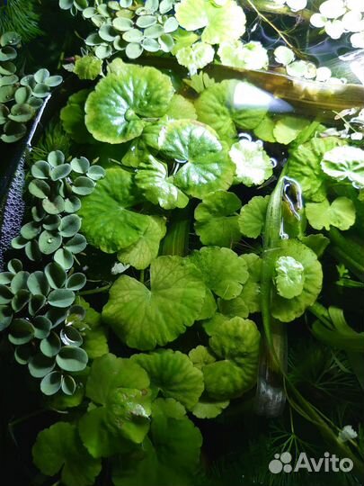 Аквариумные растения