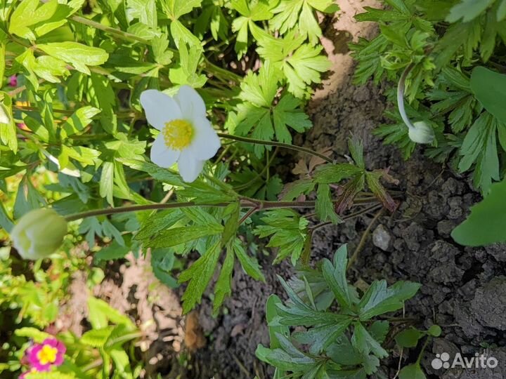 Примулы, маргаритки