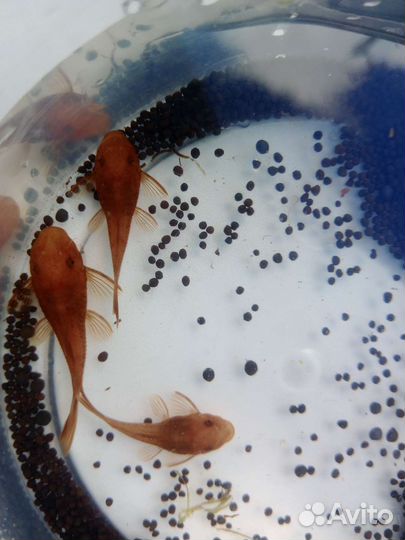 Сомики анцитрусы