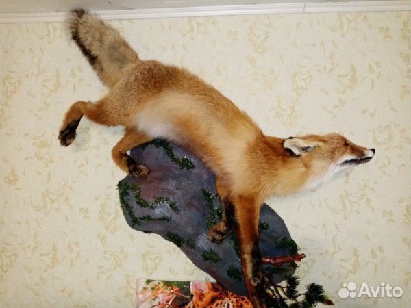 Чучело лисы