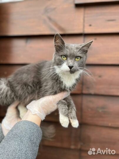 Кошечки Ласкушки невероятные и Умницы