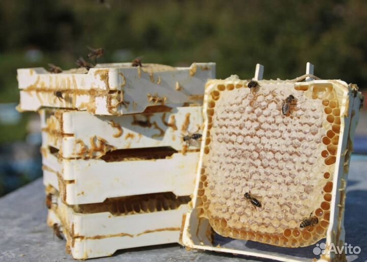 2024 Мед натуральный с Алтая оптом