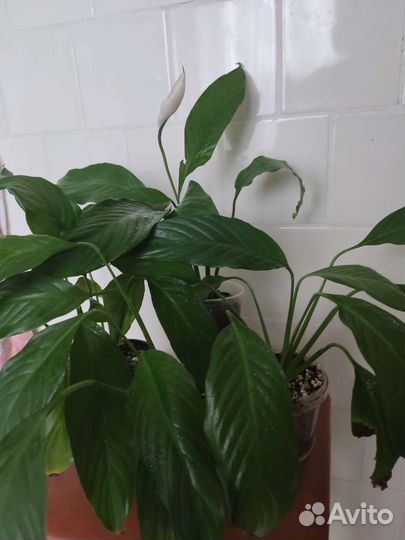 Спатифиллум, монстера