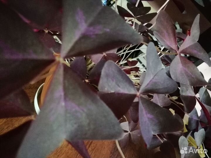 Oxalis triangularis. Кислица