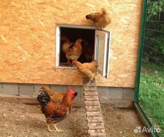 Пластиковые окна на дачу