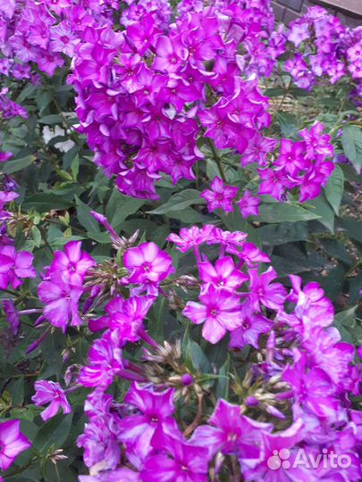 Флоксы многолетние