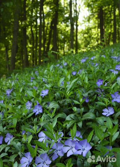 Многолетники для сада барвинок малый