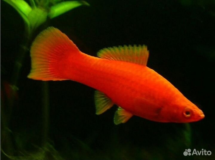 Меченосец красный