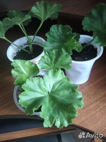 Пеларгония герань