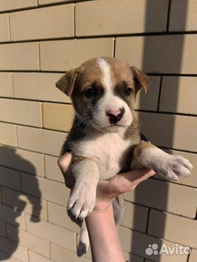 Стафф и немка щенки