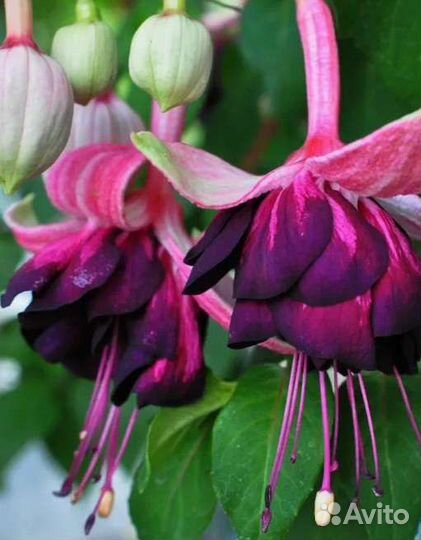 Гвоздика ампельная фуксия комнатные цветы,растения