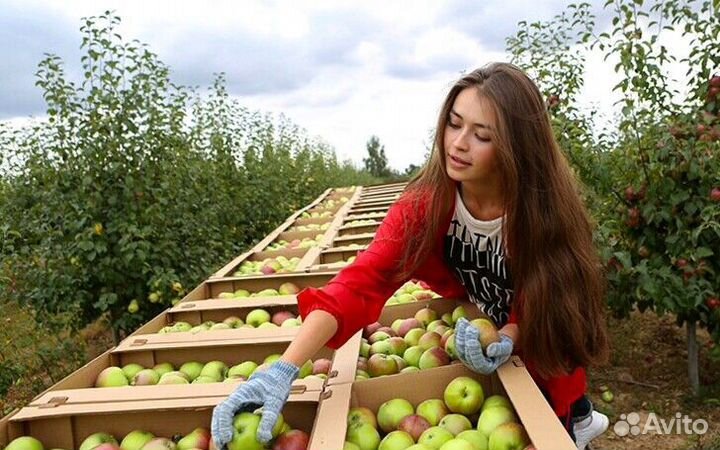 Работа по сборке яблок. Вахта