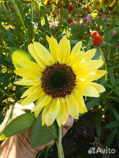 Декоративные подсолнухи