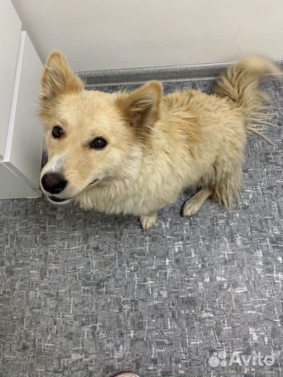 Домашние животные в добрые руки