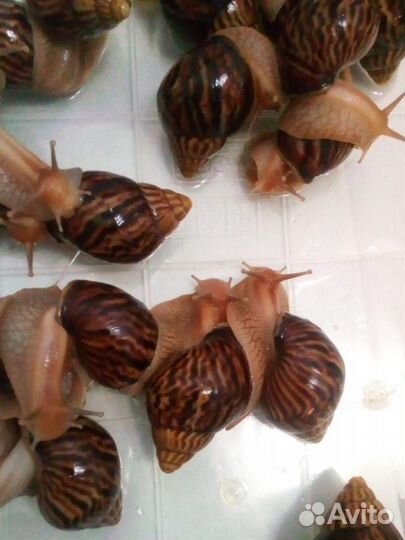 Улитки ахатины бесплатно