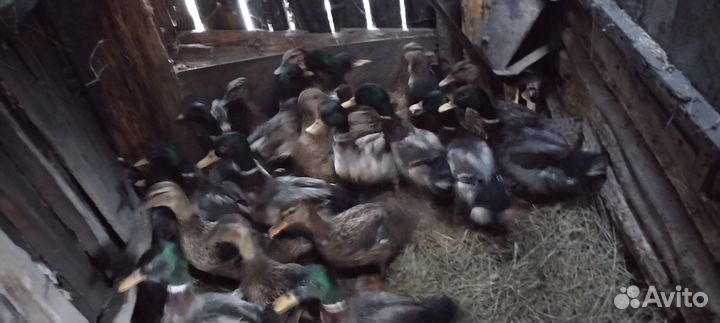 Дикая утка кряква