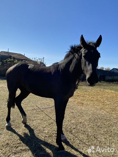 Продам лошадь