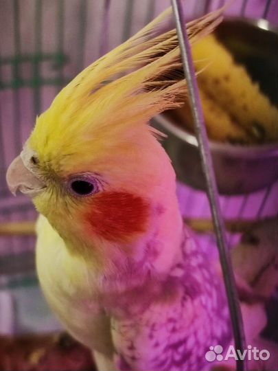 Попугай корелла с клеткой, цена за два попугая