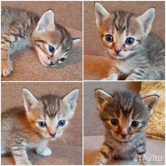 Кошки бесплатно рыжие коты,серые кошечки