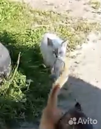 Погибают худые котята