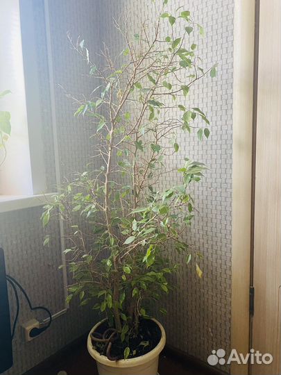 Фикус бенджамина большой