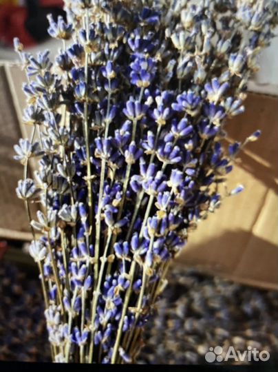 Лаванда Сухоцвет (урожай 2022г)
