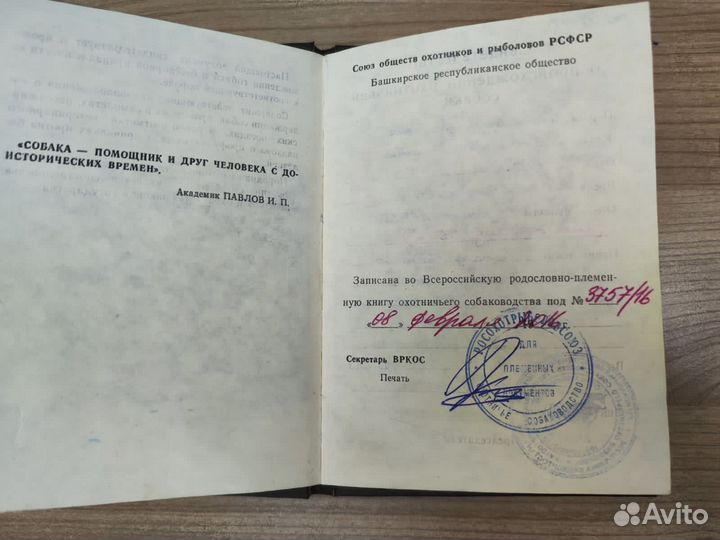 Русско европейская лайка