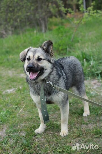 Собака Вэнди