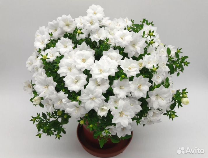 Кампанула (жених и невеста)