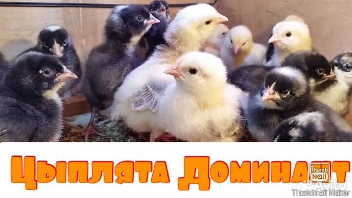 Цыпленок